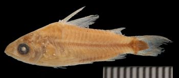 Media type: image; Ichthyology 95271